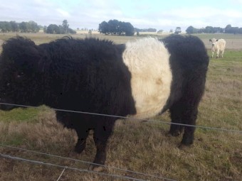 Belted Galloway Bull