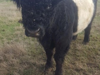 Belted Galloway Bull