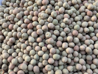 Field Peas Butler  No 1