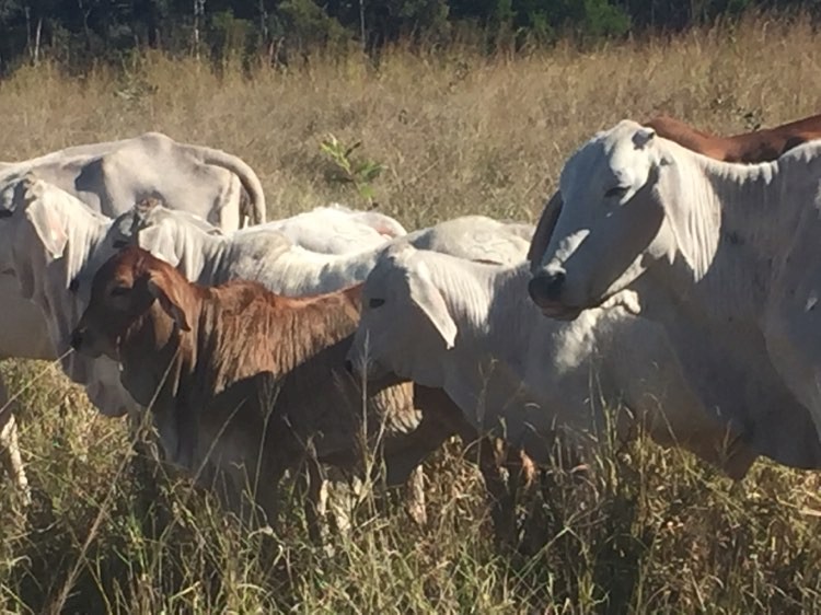 11 Pure breed Brahman Cow and calf units Farm Tender