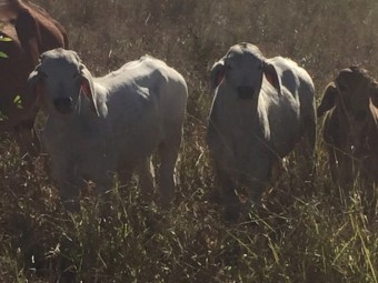 11 Pure breed Brahman Cow and calf units 