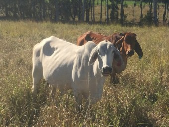 11 Pure breed Brahman Cow and calf units 