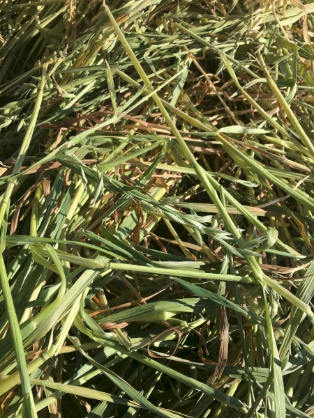 Oaten Hay 8x4x3 Bale