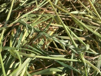 Oaten Hay 8x4x3 Bale