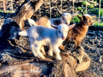 Healthy Boer/Nubian Billy Goat Kids for sale