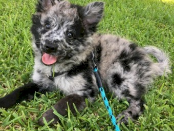 Gorgeous Male & Female Highly Caffeinated Mudi For Sale