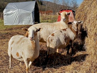 Healthy Dorper/Ketahdin Sheep for Sale