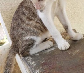 bengal kittens for sale