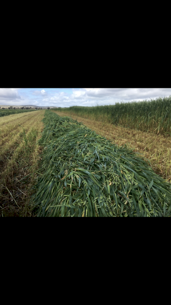 500mt Oaten Hay 8x4x3 Bales