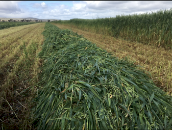 500mt Oaten Hay 8x4x3 Bales