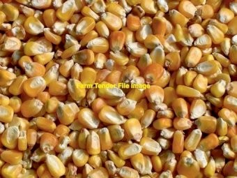 WANTED Corn, Safflower, Sorghum, Peas looking up to 1-10 tonne