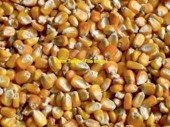 WANTED Corn, Safflower, Sorghum, Peas looking up to 1-10 tonne