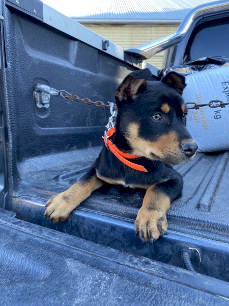 Kelpie Male Pup