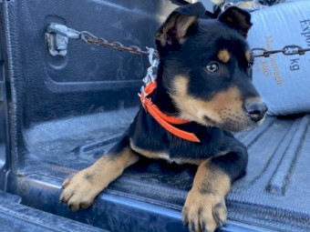 Kelpie Male Pup