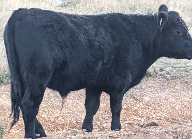 Angus Bull for sale