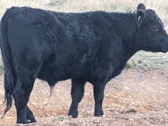 Angus Bull for sale