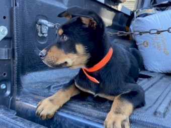 Kelpie Male Pup