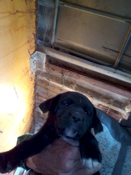 Kelpie Border Collie Cross Puppies