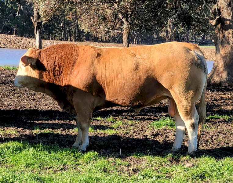 Blonde d'Aquitaine Bulls For Sale