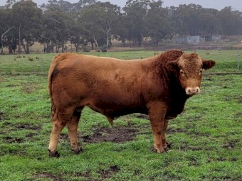 Blonde d'Aquitaine Bulls For Sale