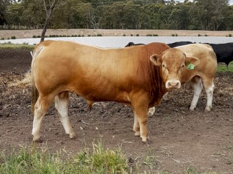 Blonde d'Aquitaine Bulls For Sale