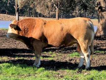 Blonde d'Aquitaine Bulls For Sale