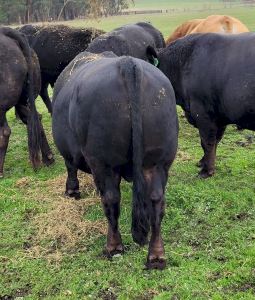 Black Composite Bulls