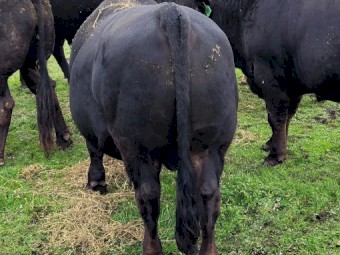 Black Composite Bulls