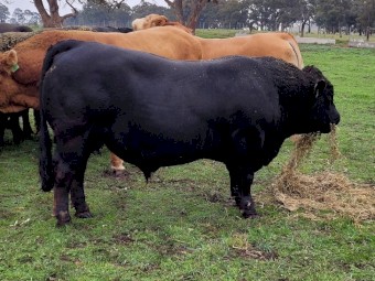 Black Composite Bulls
