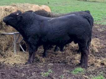 Black d'Aquitaine Bull