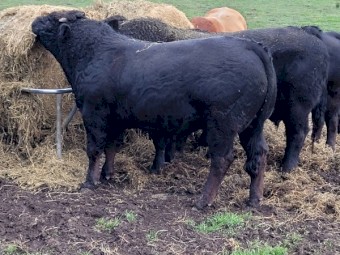 Black d'Aquitaine Bull