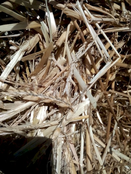 400 x Barley Straw Round Bales