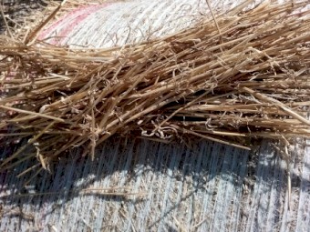 400 x Barley Straw Round Bales