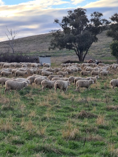 855 White Suffolk/Merino cross ewe lambs