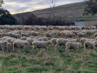855 White Suffolk/Merino cross ewe lambs