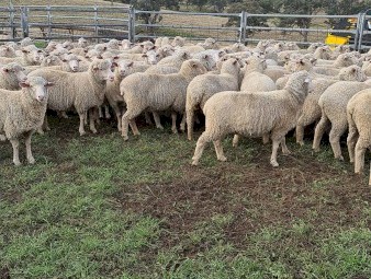 855 White Suffolk/Merino cross ewe lambs