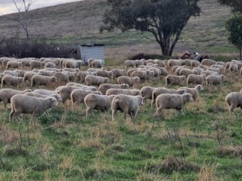 855 White Suffolk/Merino cross ewe lambs