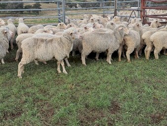 855 White Suffolk/Merino cross ewe lambs