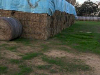 Clover Hay 400kg 8x4x3 Bales