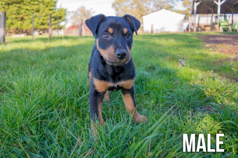 Stud Kelpie Pups For Sale Farm Tender