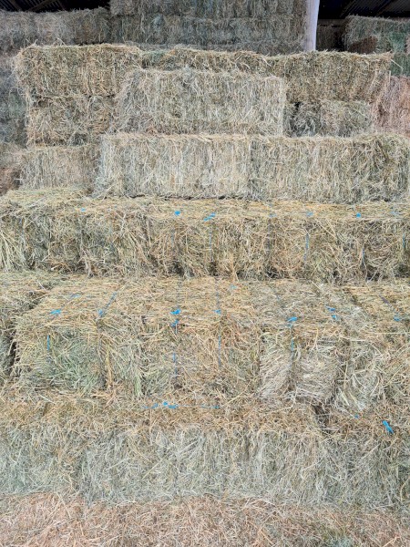 Lucerne Pasture Hay Small Square Bales