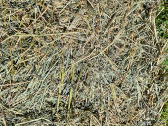 Lucerne Pasture Hay Small Square Bales