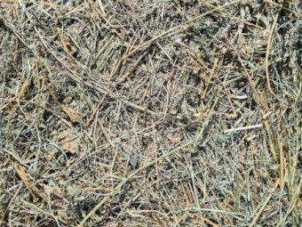 Lucerne Pasture Hay Small Square Bales