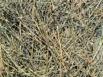 Lucerne Pasture Hay Small Square Bales