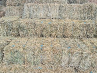 Lucerne Pasture Hay Small Square Bales