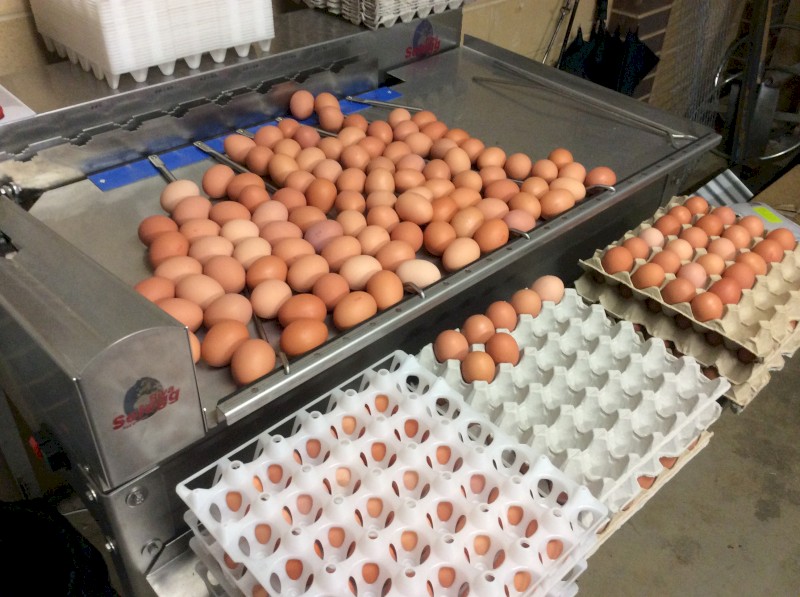 Stainless steel egg grader