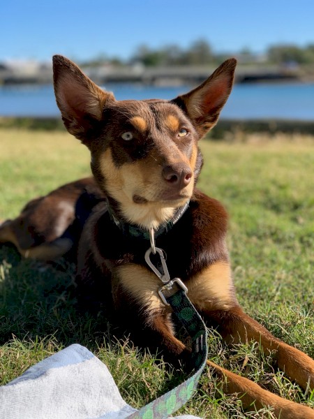 Kelpie pure bred