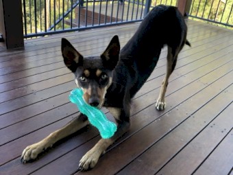 Kelpie pure bred
