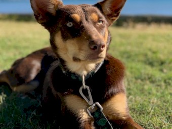 Kelpie pure bred