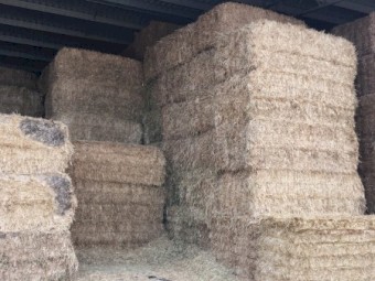 2019 season Oaten hay